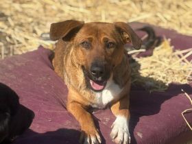 Keyla- Mutter der 7 Welpenbabys💖