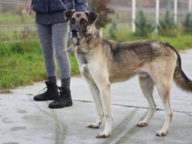 In Vadim schlummert ein loyale Begleiter. Er sucht dringend ein Zuhause.