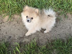 Zwergspitz Pomeranian Welpen
