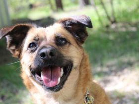 Abby, Beagle Mischling, geb. 2023, liebevolle Hündin sucht geduldiges Zuhause