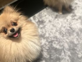 Pomeraian rüde und Weibchen