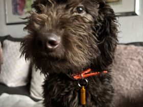 Labradoodle Schoko Lust auf einen neuen Freund