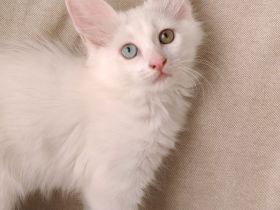 Türkisch Angora Katerchen