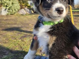 Australian shepherd Welpen