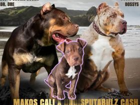 American Bully XL ABKC