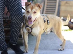 Chaplin sucht ein Zuhause außerhalb Deutschlands.