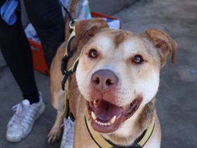 Chaplin sucht ein Zuhause außerhalb Deutschlands.