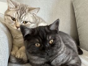 2 Wunderschöne Katzenmädchen suchen liebevolles Zu Hause