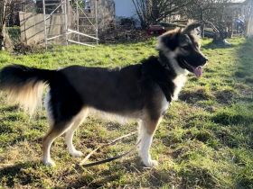 Reya - Prinzessin sucht neues Zuhause ohne Thron