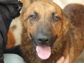 AURELIAN  ca. 4-jähriger, zutraulicher, super aufgeschlossener Rüde,ca. 56 cm,