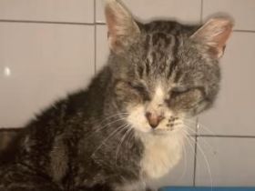 Koko, FIV positiv und blind