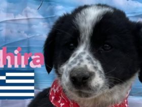 Shira, Sina, Suki, Spencer und Simba 02/25 - wünschen sich im Mai eigene Familien