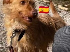 Simba, 11/22 - süßer Wuschelkopf sucht Familie