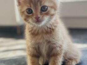 Britisch kurzhaar kitten