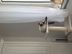 Reinrassige BKH Katze mit blauen Augen