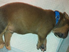 American Staffordshire Terrier welpen