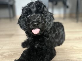 Französischer Wasserhund - BARBET