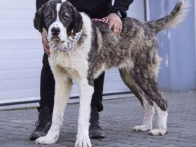 Happy End gesucht für Lucio