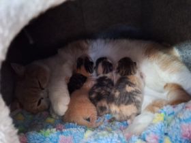 Süsse BKH Kitten abzugeben