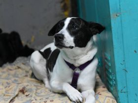 Scheuer Merlin sucht geduldiges Zuhause