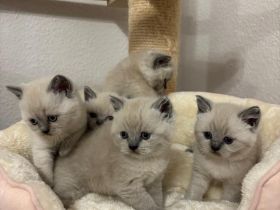 Süße BKH Blue Point Kitten reinrassig