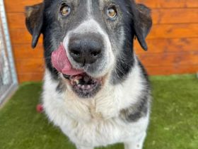 Kiriam - ruhig, aktiv, die ideale Familienhündin