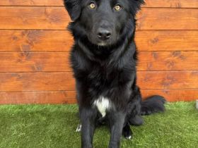 Monterey - sozial, verschmust, gesellig