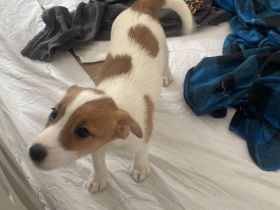 2 Rüden Parson russell Terrier Welpen ( ein Rüde ist reserviert)