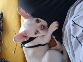 Französische bulldogge