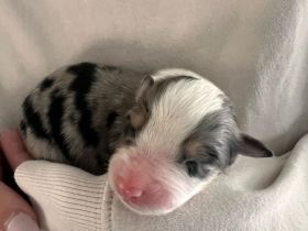 Australian Shepherd Welpen mit ASCA Papieren