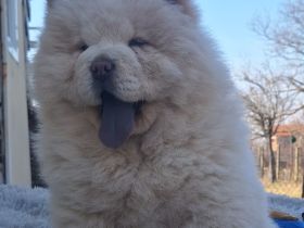 Chow Chow Welpen FCI registriert