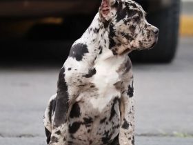 Exklusive American Bully XL Welpen.