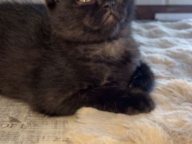 Reinrassige bkh kitten kaufen