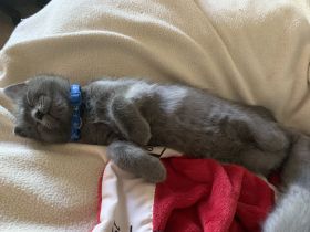 Ariel Bombay / Perser mix total verschmust, sehr Intelligent und Cool