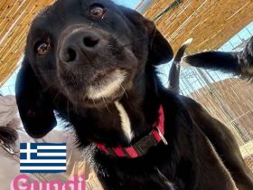 Gundi und Greta, 05/24 - beim Umzug einfach ausgesetzt!