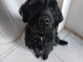 Liebevolle junge Hündin abzugeben