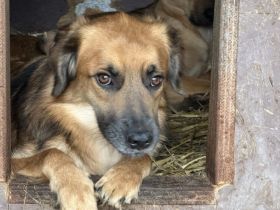 Angsthund Donald sucht verständnisvolles Zuhause