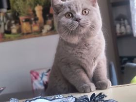 Britisch Kurzhaar Männchen