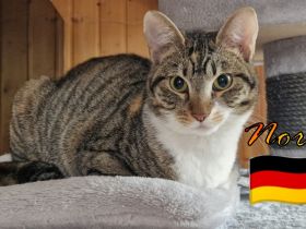 VERMITTLUNGSHILFE Nora, 07/24 - Schmusekätzchen sucht Plätzchen!