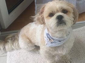 Deckrüde Shih-Tzu
