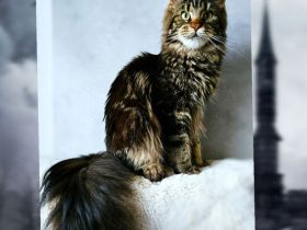 Wunderschöne junge Maine Coon Kater Katze Kätzchen