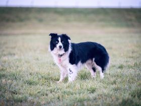 Border Collie Rüde sucht passende Hündin für eine Verpaarung