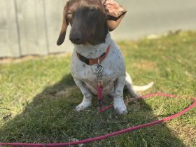 2,5jahre braun gefleckter bildschöner Dackel Rüde kastriert