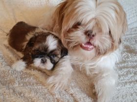 Shi Tzu Welpen