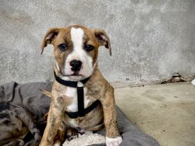 American Bully welpen old englisch Bulldog American Bulldogge