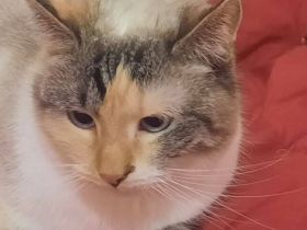 Adelheit die Sanftmütige