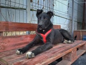 Hoppla, hier kommt Aslan!