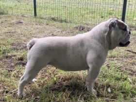 17 monate Englisches Bulldoggenmädchen