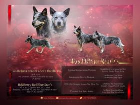 Australian cattle dog