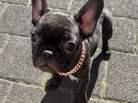 Französische Bulldogge Welpen